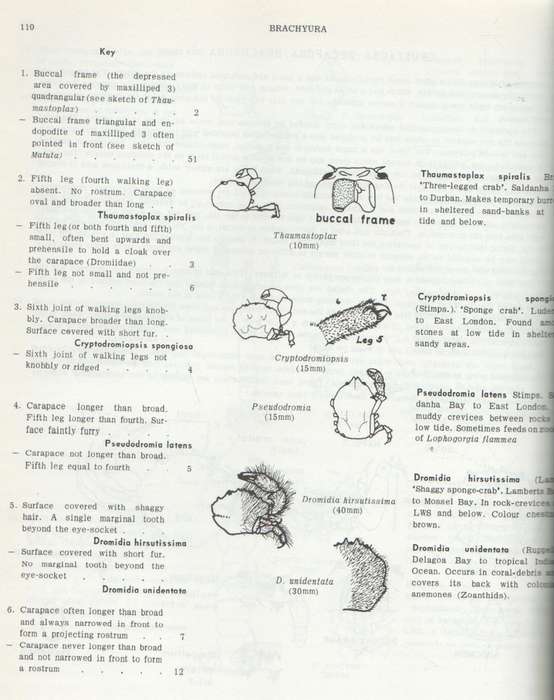 A GUIDE TO MARINE LIFE ON SOUTH AFRICAN SHORES - J H DAY (1974)