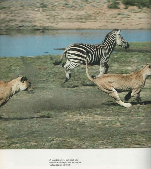 THE KRUGER A SUPREME AFRICAN WILDERNESS - BRUCE AIKEN (1988)