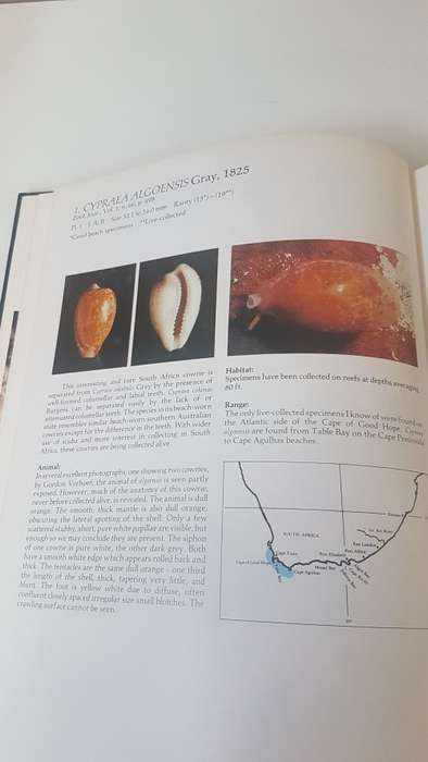 Burgess` Cowries of the World. Thorough Book, published in Cape Town by Gordon Verhoef. 1985 1st. Ed
