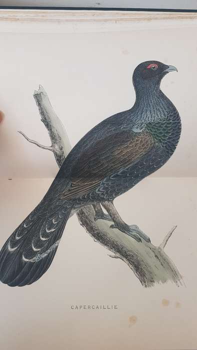 British Game Birds and Wildfowl. Complete 2 Volume Set. 1895! Sixty hand coloured plates!!