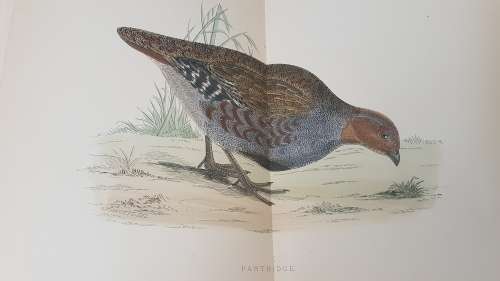 British Game Birds and Wildfowl. Complete 2 Volume Set. 1895! Sixty hand coloured plates!!
