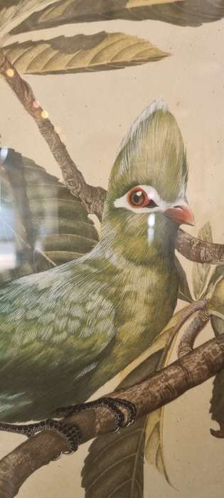 Gail Darroll. ORIGINAL PAINTING. Knysna Loerie