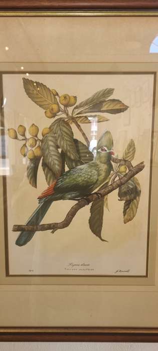 Gail Darroll. ORIGINAL PAINTING. Knysna Loerie
