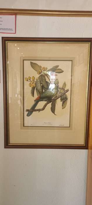Gail Darroll. ORIGINAL PAINTING. Knysna Loerie