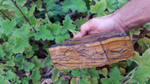 Tiger Eye High Quality Chatoyancy. 1351 g. Excellent for display.   Hematite inclusions. Honeycomb.