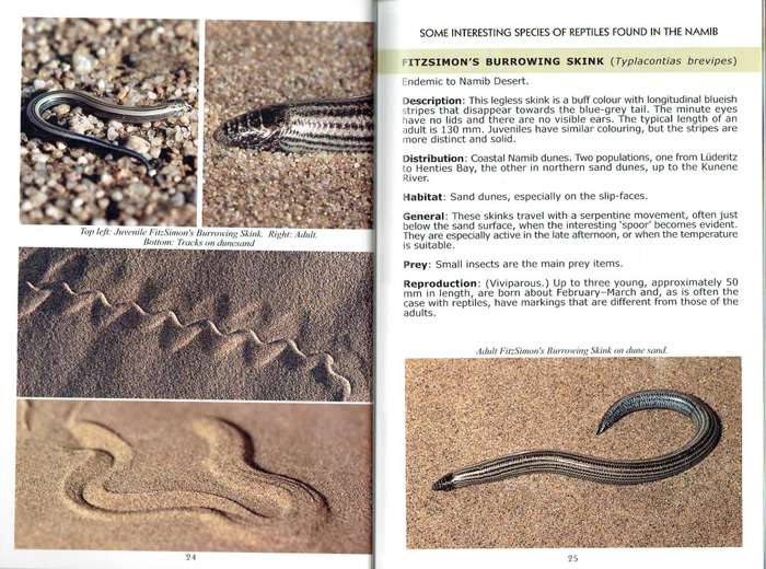 Namib and Some of Its Fascinating Reptiles