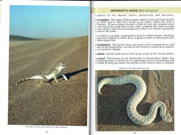 Namib and Some of Its Fascinating Reptiles