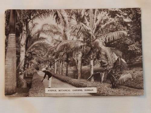 Avenue, Botanical Gardens.Durban. Post Card