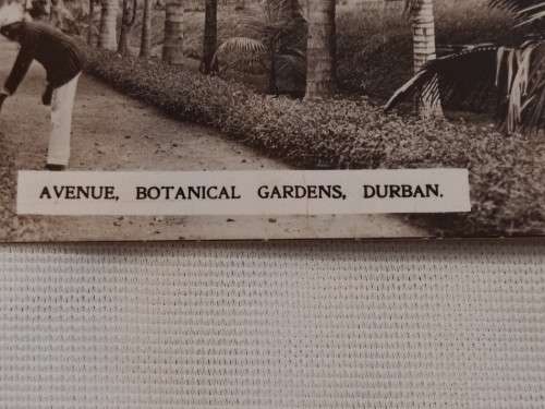 Avenue, Botanical Gardens.Durban. Post Card