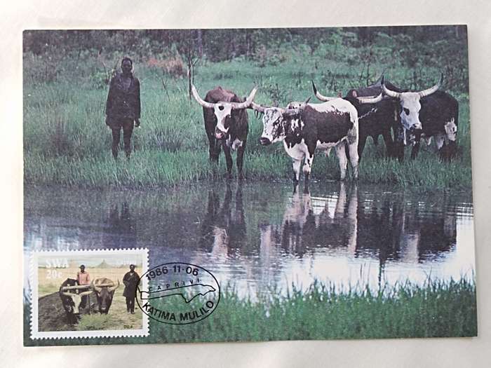 Postcard: SWA Caprivi Cattle/Beeste