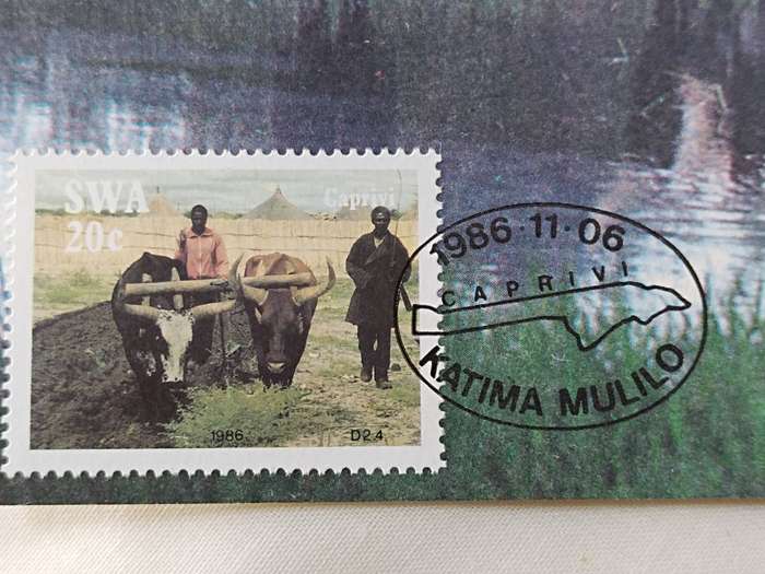 Postcard: SWA Caprivi Cattle/Beeste