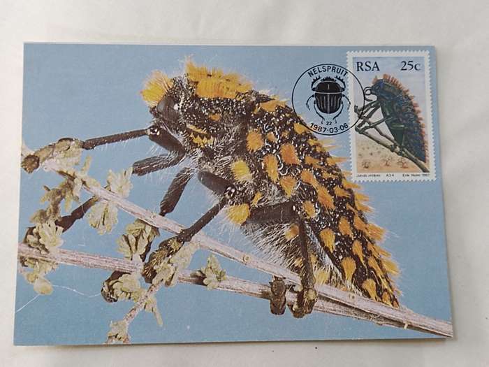 Postcard: Beetles/Kewers
