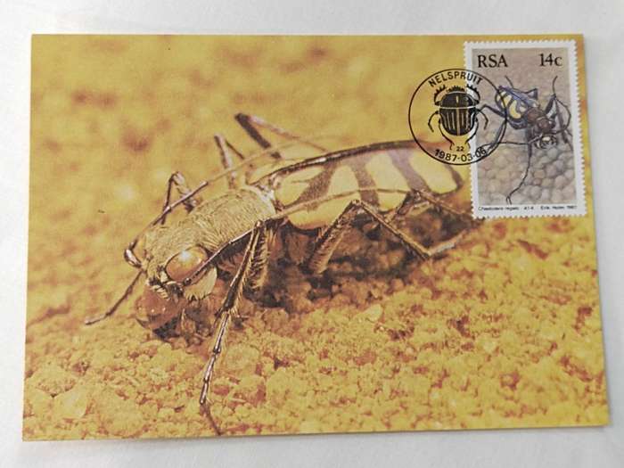 Postcard: Beetles-Kewers