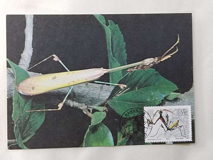 Postcard: 53 Hemiempusa Capensis