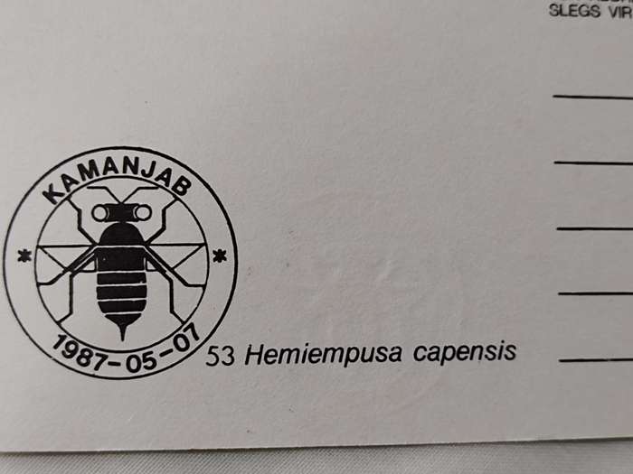 Postcard: 53 Hemiempusa Capensis