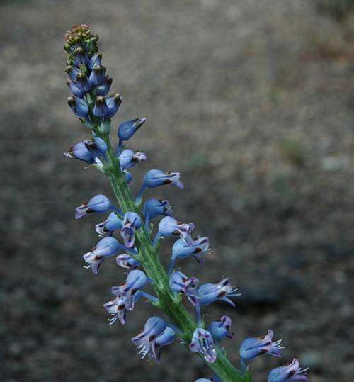 Lachenalia Gillettii Seeds - Indigenous South African Bulb - Massive Range