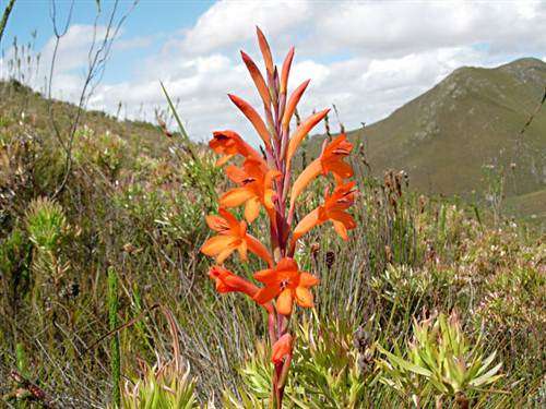 Watsonia Schlecteri Seeds - Indigenous Bulbous Plant - International Shipping