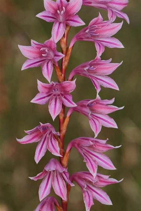 Watsonia Strubeniae Seeds - Indigenous South African Bulb - Global Shipping