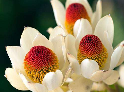 Leucadendron Discolor Seeds - Protea Family - Massive Range