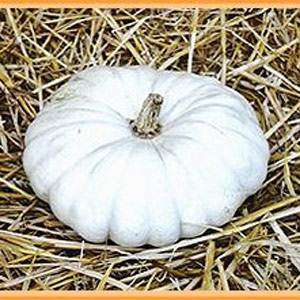 Pumpkin Flat White Boer - Cucurbita Maxima - 20 Seeds - Bulk Vegetable Seeds