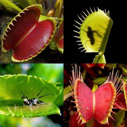 Venus FlyTrap - Dionaea muscipula - Carnivorous Plant - 5 Seed Pack - Insectivorous Plants