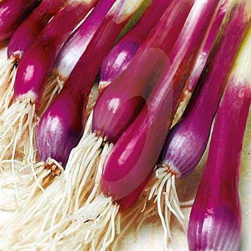 North Holland Bloodred Redmate Bunching Salad / Spring Onion - Allium Cepa - Vegetable - 25 Seeds