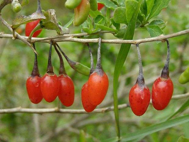 Goji Berry / Wolf Berry - Lycium Chinense - 20 Seeds - Fruit - Exotic - Edible Fruit Seeds