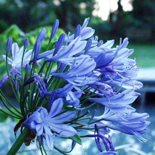 Agapanthus Praecox Blue - Indigenous Bulb Seeds - Worldwide Shipping - 10 Seeds