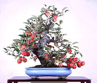 Premium Bonsai Package - 15 Species | Free Shipping
