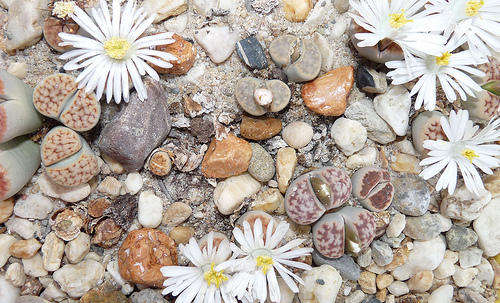 Lithops Karasmontana Mixed - Indigenous - South African Succulent - 10 Seeds