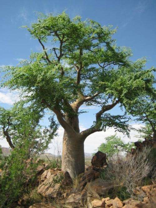 Moringa Oleifera - Tree - Medicinal - 10 Seeds