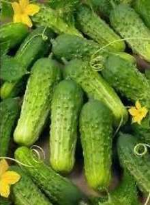 Wisconsin SMR 58 Pickling Cucumber - Heirloom Vegetable - 20 Seeds