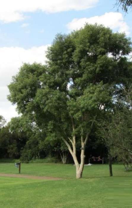 Heteropyxis Natalensis - Lavender Tree - Indigenous South African Tree - 5 Seeds