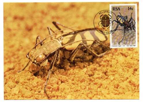 1987 RSA  South African Beetles Postcard Set