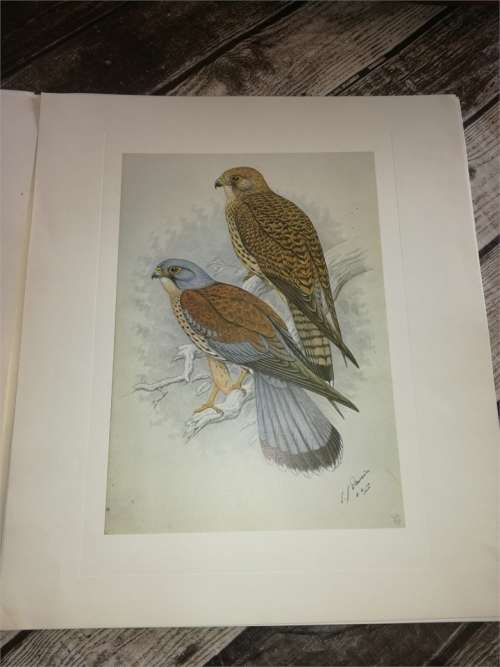 Claude Gibney Finch-Davis 1875-1920 - reproduction prints