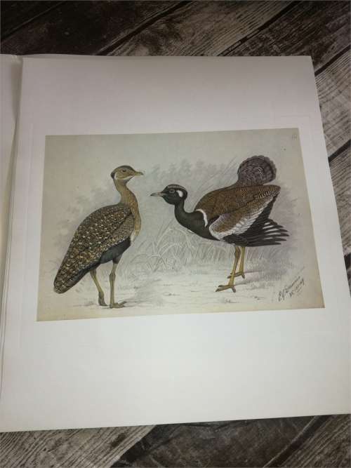 Claude Gibney Finch-Davis 1875-1920 - reproduction prints