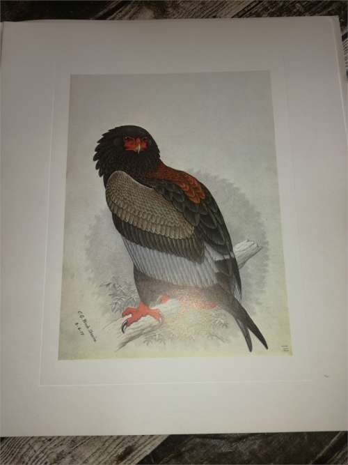 Claude Gibney Finch-Davis 1875-1920 - reproduction prints