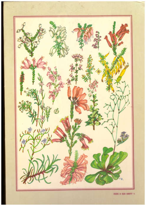 Flowering Plants of the Southern Cape