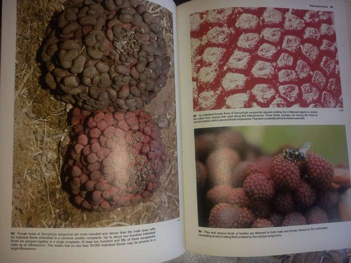 South African Parasitic Flowering Plants