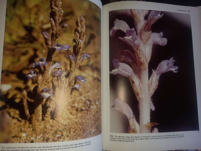 South African Parasitic Flowering Plants