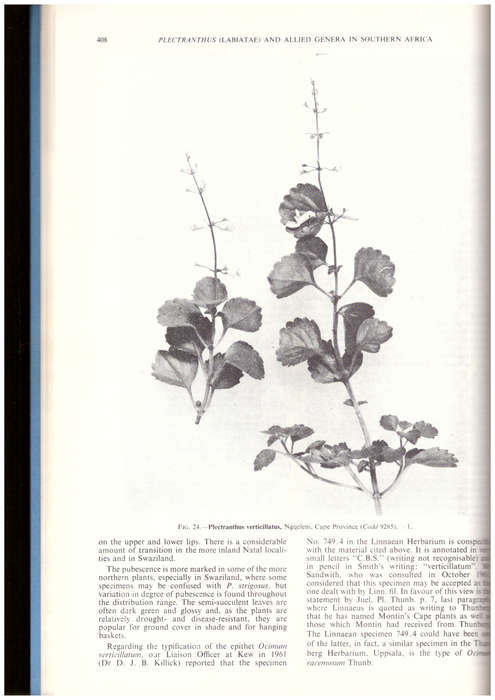 Plectranthus (Labiatae) and allied genera in Southern Africa (SIGNED)
