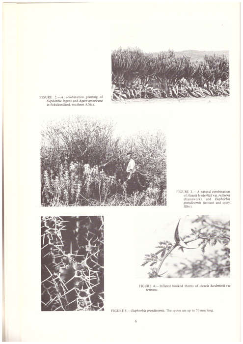 Barrier plants of Southern Africa