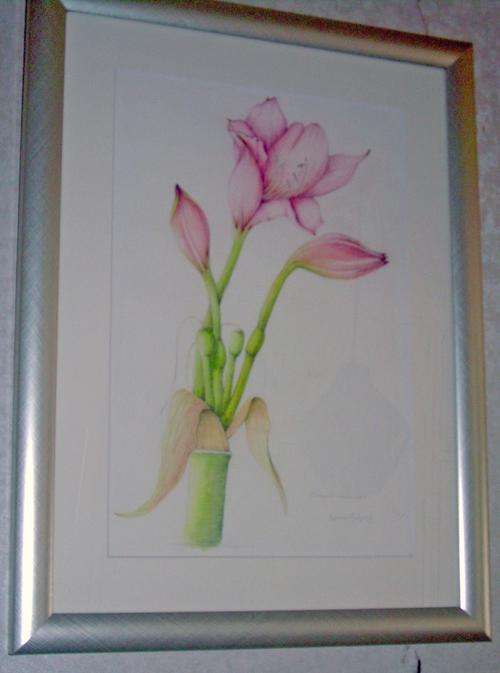 Crinum... INDIGNEOUS FLOWER.  Framed.Botanical ** art**watercolours.   by SA artist