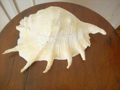 SEASHELL.