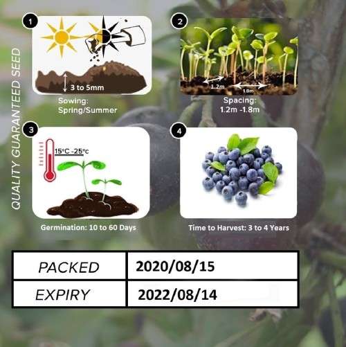Blueberry Seeds