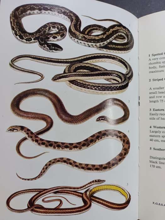 A Field Guide to the SNAKES of Southern Africa / V.F.M. FitzSimons