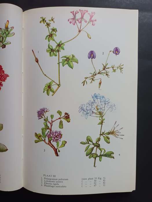 Veldblomme van Oos-Kaapland / Eily Gledhill