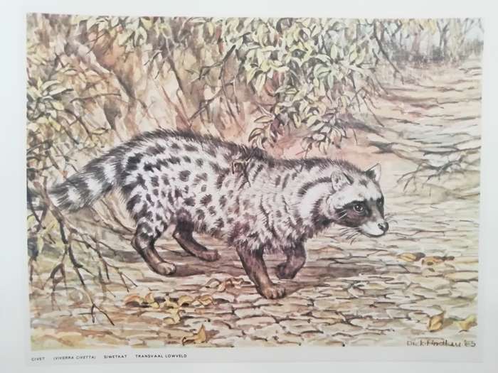 A Folio of South African Animals by Dick Findlay (Limited Edition)