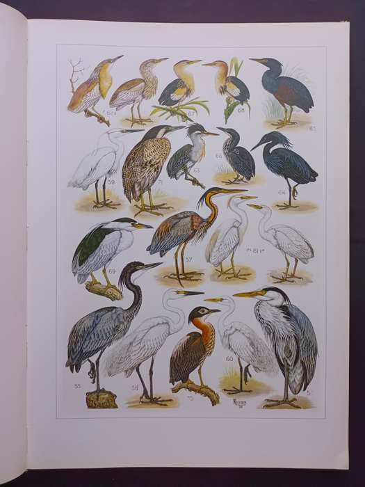 The Paintings of Norman Lighton for Roberts Birds of South Africa / A V Bird