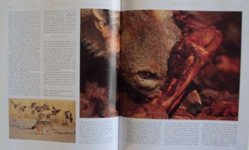 The Kalahari Survival in a Thirstland Wilderness Nigel Dennis | Michael Knight | Peter Joyce